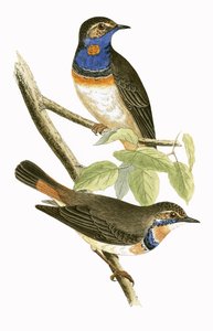 Svéd kéktorkú poszáta, illusztrációja Charles Robert Bree (1811-86) „A Brit-szigeteken nem megfigyelt európai madarak története” című művéből, 1867-ben megjelent
