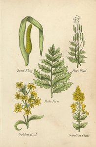 Édes zászló, Folyékony gyom, Férfi páfrány, Aranyrúd, Iciatica Cress (színes litográfia) alkotó: English School
