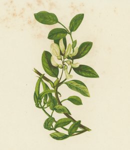 Édes tejbegríz, Astragalus Glyciphyllus (színes litográfia) alkotó: English School
