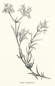 Sweet Woodruff (metszet) alkotó: English School