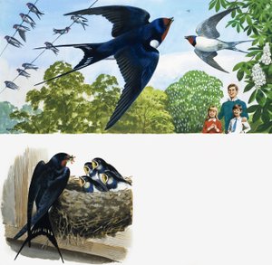 Swifts alkotó: English School