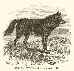 Szíriai farkas, Habakuk, i, 8 (metszet) alkotó: English School