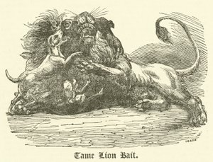 Tame Lion Bait (metszet) alkotó: English School