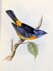 Tanagra Darwini, 34. lemez, The Zoology of the Voyage of H.M.S. Beagle 1832-36, Charles Darwin (1809-92), 1840 alkotó: English School