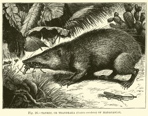 Tanrec vagy madagaszkári Trandraka (Centetes ecaudatus). alkotó: English School