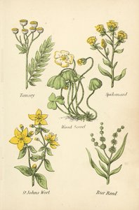 Tansey, Spikenard, Erdei sóska, St Johns Wort, Bur Reed alkotó: English School
