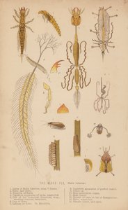 Az égerlégy, Sialis lutarius (litho) alkotó: English School