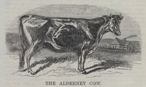 Az Alderney tehén (metszet) alkotó: English School