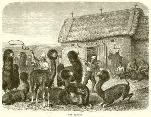 Az Alpaka alkotó: English School