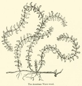 Az amerikai vízifű (metszet) alkotó: English School