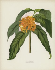 Az Asoca, Jonesia Asoca alkotó: English School