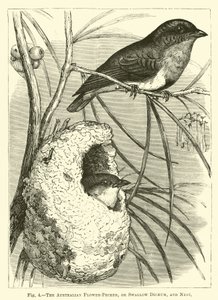Az ausztrál Flower-Pecker, vagy Fecske Dicaeum és Nest alkotó: English School