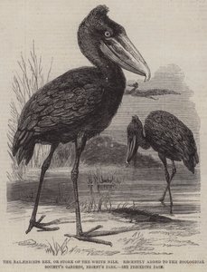 A Balaeniceps rex, avagy a Fehér-Nílusi gólya nemrégiben került be az Állattani Társaság kertjébe, a Regent
