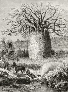 The Bottle Tree, Howard Willoughby „Australian Pictures” című művéből, a Religious Tract Society, London, 1886 alkotó: English School