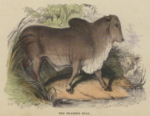 A brahmin bika (színes metszet) alkotó: English School