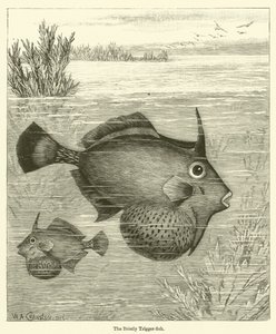The Bristly Trigger-fish (metszet) alkotó: English School