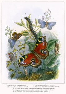 A pillangó Vivárium (színes metszet) alkotó: English School