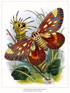 A pillangó Vivárium (színes metszet) alkotó: English School