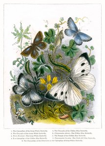 A pillangó Vivárium (színes metszet) alkotó: English School