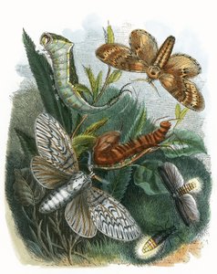 A Pillangó Vivárium