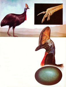 A kazuár alkotó: English School