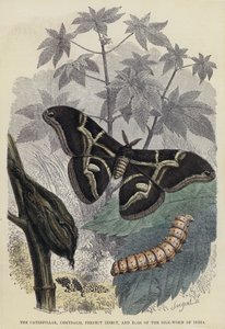 A hernyó, a chrysalis, a tökéletes rovar és az indiai selyemhernyó tojásai (színes metszet) alkotó: English School