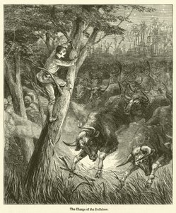 Der Angriff der Büffel (Gravur)