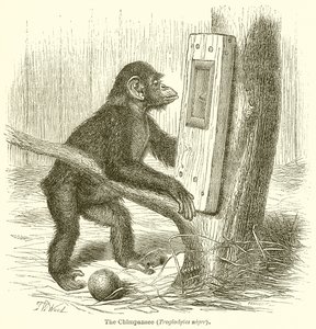 A csimpánz (Troglodytes Niger) alkotó: English School