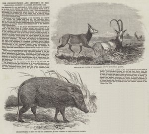 A Choiropotamus és a Leucoryx, az Állattani Társaság kertjében, a Regent