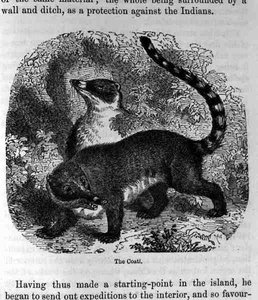 The Coati, Santo Domingo múlt és jelene, Samuel Hazard, pub. 1873 alkotó: English School
