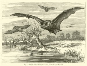 A közönséges denevér, Vespertilio pipistrellus, repülés közben alkotó: English School