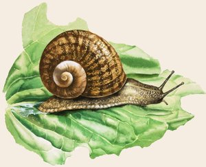 A közönséges kerti csiga, illusztráció a 