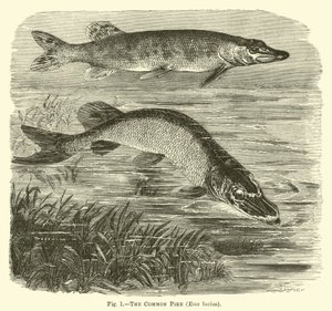 A közönséges csuka, Esox lucius alkotó: English School