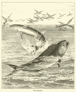 A Coryphene (metszet) alkotó: English School