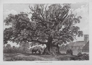 A Cowtope-tölgy (metszet) alkotó: English School