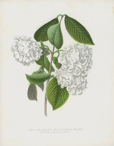 The Crimped Gueldres Rose, Viburnum Plicatum; var Dilatata alkotó: English School
