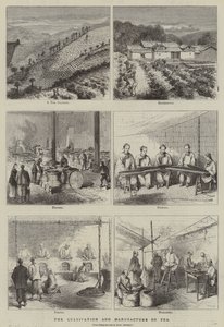 A tea termesztése és előállítása (metszet) alkotó: English School