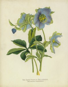 The Dark Purple Hellebore, Helleborus Atrorubens alkotó: English School