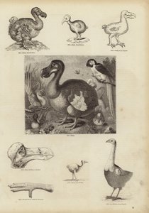 A Dodo alkotó: English School