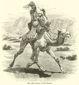 A sivatag dromedárja alkotó: English School