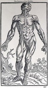 The Forepart of the Muscles, lemez az „Ember története”-ből, amelyet John Banister (1540-1610) adott ki alkotó: English School