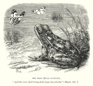 A béka (Rona Esculenta) (metszet) alkotó: English School