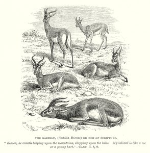 A gazella (Gazella Dorcas) vagy a Szentírás őzbakja (metszet) alkotó: English School