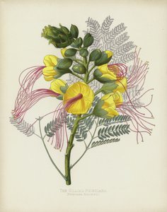 The Gillies Poinciana, Poinciana Gilliesii alkotó: English School