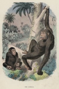 A Gorilla (színes metszet) alkotó: English School