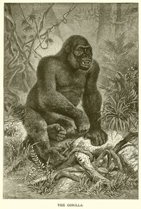 A Gorilla alkotó: English School