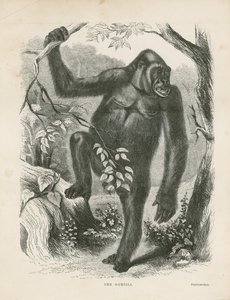 A Gorilla, az Egyenlítői Afrikában végzett felfedezések és kalandok frontképe, Paul B du Chaillu