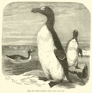 A Nagy Auk, Alca impennis alkotó: English School
