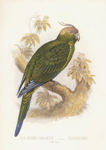 Darált tea papagáj, Pejoparinus (fekete litho) alkotó: English School