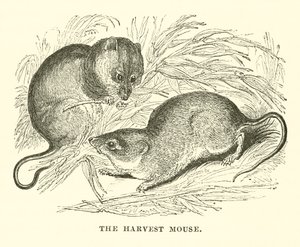 The Harvest Mouse (metszet) alkotó: English School